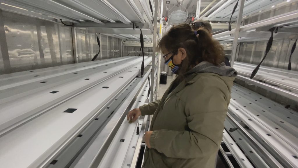 Bev learning how to transplant the seedlings